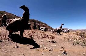 Cóndores andinos vuelan de regreso a su hábitat natural