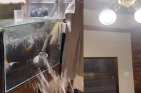 Videos captaron el potente terremoto de 7,6 que sacudió a Japón