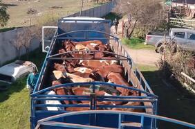 Detienen a cuatro personas involucradas en robo de camión con más de 50 animales en Rengo