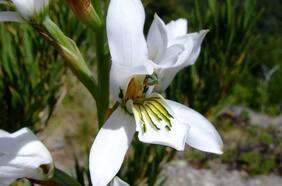 Amarillas, blancas, o con tintes negros, algo muy raro en la naturaleza: las desconocidas 72 orquídeas que habitan Chile