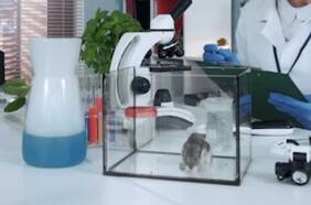 Hámsteres son modificados genéticamente para estudiar el comportamiento social de mamíferos