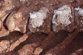 Hallan fósiles de dinosaurio que sería el más grande la historia