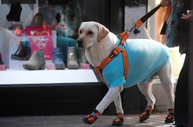Intenso frío polar en la RM trajo destellos de moda canina en Santiago