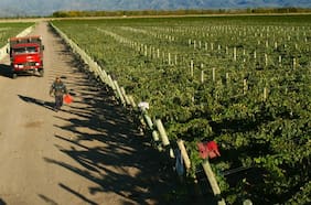 Sale Falabella... pero Luksic suma hectáreas y Concha y Toro auspicia a equipo de Beckham: Vino chileno se rearma en Argentina