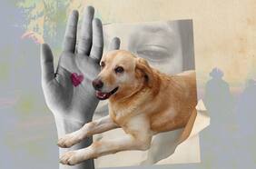 Buscando a Mateo (y las otras mascotas perdidas)