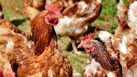 Senapred declara alerta temprana preventiva en La Araucanía por detección de influenza aviar H5N1 en aves de corral