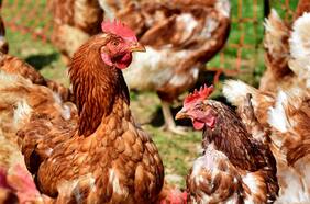 SAG reabre compra de productos avícolas suspendidos desde Brasil tras verificar que brote de influenza aviar fue superado