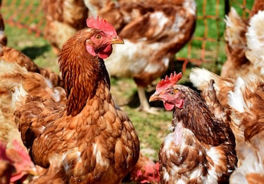 Senapred declara alerta temprana preventiva en La Araucanía por detección de influenza aviar H5N1 en aves de corral