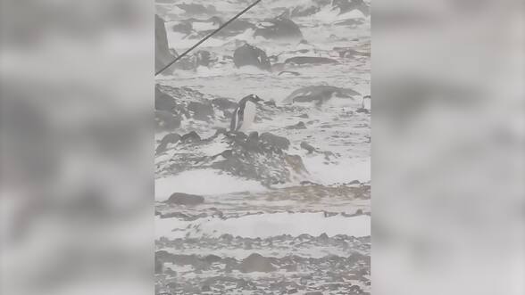 Difunden tierno registro de pingüino enfrentado fuertes vientos en la Antártica