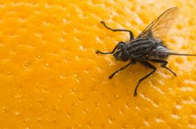 Que no se te caiga a la sopa: 7 consejos para ahuyentar a las moscas sin insecticida