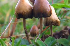 Estudio masivo muestras resultados positivos para tratar la depresión con hongos psicodélicos