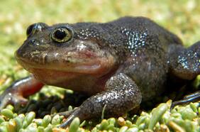 Científicos redescubren una rana “fantasma” desparecida hace décadas en una fuente termal del desierto