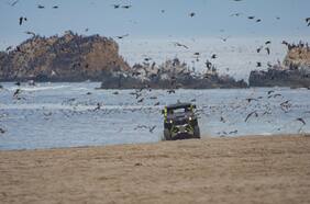 Presencia de vehículos y caballos en playas, dunas y humedales se convirtió en una amenaza  cada vez más peligrosa para las aves costeras