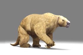 Cueva del Milodón: legendario sitio que albergó al mamífero gigante, cumple 30 años como Monumento Natural