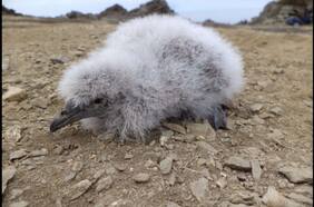 La extraña especie que volvió a nacer después de 40 años en el norte de Chile