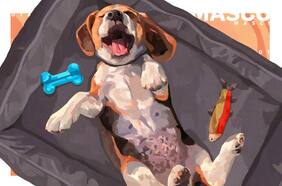 Mi primer perro: 6 consejos para el cuidado integral de tu cachorro