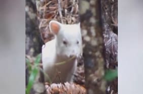 Registran un extraño ejemplar de un pudú albino en Chiloé