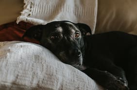 Cámara aprueba permiso laboral en caso de muerte de una mascota o animal de compañía