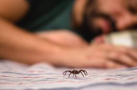 ¿Qué hacer ante una mordedura de araña de rincón y cómo prevenirlas?