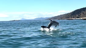 El increíble espectáculo de un grupo de delfines que sorprendió a bañistas en Papudo