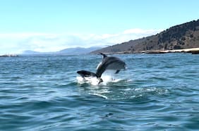 El increíble espectáculo de un grupo de delfines que sorprendió a bañistas en Papudo