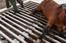 Patagonia: Carabineros y Gendarmería argentina rescatan a un caballo atrapado en estructura metálica