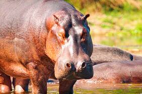 Hallan más de cien hipopótamos muertos en Namibia