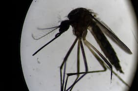 Cómo reconocer al mosquito del dengue y qué hacer para evitar picaduras