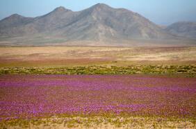 Columna de Marcela Sandoval Osorio: “Al fin una Ley para la Naturaleza”