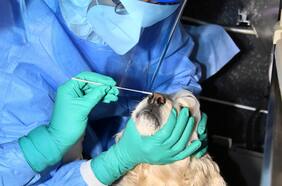 Perrita surcoreana de ocho años es sometida a prueba PCR ante la sospecha de contagio con coronavirus