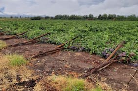 Sistema frontal empieza a afectar a la fruta: primer impacto se observan en la uva, arándanos y carozos