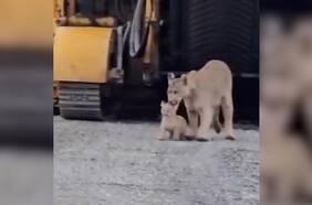 Captan el momento en que una madre puma rescata a su cría atrapada en una máquina de construcción