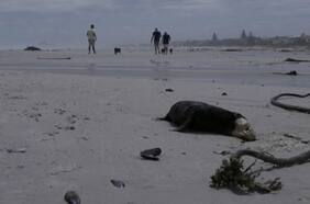 Investigan misteriosa muerte de 200 focas en Ciudad del Cabo