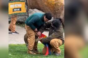 Trágico incidente en Buinzoo: Guacamayo muere tras ser atacado por un serval durante una exposición