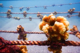 El Parque Nacional de las Galápagos  prueba un innovador método de replantación de corales