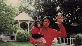 Qué fue de Bubbles, el chimpancé que Michael Jackson rescató de la muerte