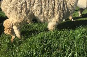 ¿Es posible disminuir la severidad del coronavirus? Avances en terapia realizada por chilenos muestran que en las alpacas hay una esperanza