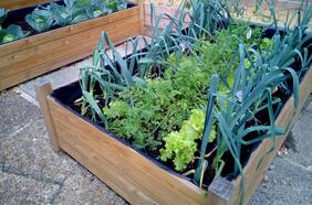 5 consejos para crear una huerta urbana en el hogar