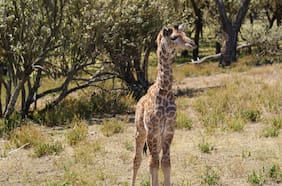 Así se ve la única jirafa sin manchas del mundo, que acaba de nacer en un zoológico