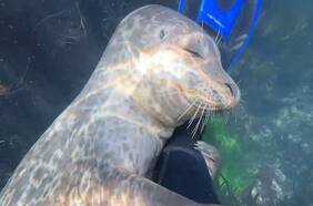 Fotógrafo capta el momento en que una foca lo sorprende con un abrazo