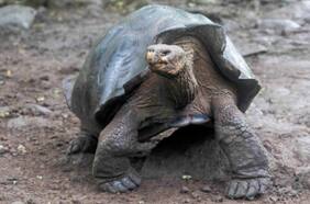 Identifican nueva especie de tortuga gigante