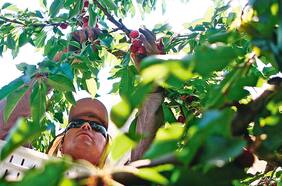 Agro anticipa una positiva temporada 2020-2021, pero preocupa falta de mano de obra