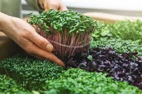 Qué son los Microgreens y por qué recomiendan incorporarlos en la alimentación
