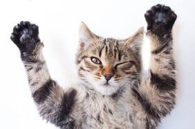 Mix-Feeding: la clave para entregar una dieta balanceada a tu gato