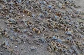 Reportan masiva migración de arañas de mar en playa La Herradura