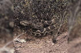 Cómo identificar una serpiente de cascabel, la peligrosa especie que el SAG busca en San Antonio tras un avistamiento