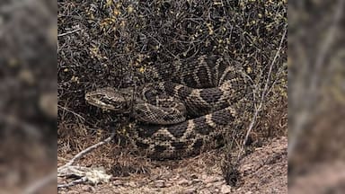 Cómo identificar una serpiente de cascabel, la peligrosa especie que el SAG busca en San Antonio tras un avistamiento