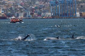 Visitantes copan paseos en lancha por presencia de delfines en Valparaíso y Viña del Mar