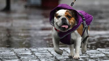 O’Higgins y Maule: revisa dónde y cuánto lloverá a partir de este domingo en sectores de la zona central