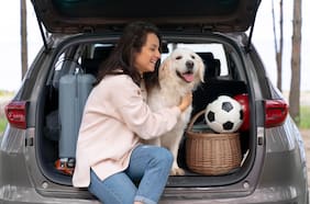 ¿Cómo evitar multas al viajar con mascotas en el auto?